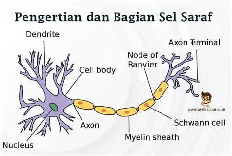 Pengertian Struktur Sel Saraf Dan Bagian Bagian Neuron Beserta Riset