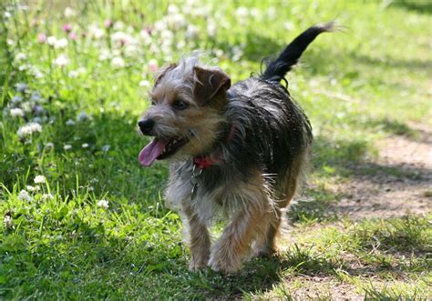 Yorkshire Terrier Breed Profile - Dream Dogs