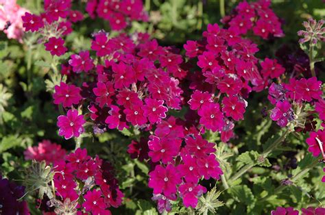Check spelling or type a new query. Lanai® Deep Purple Verbena (Verbena 'Lanai Deep Purple ...