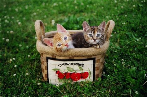 Kittens In A Basket Picture