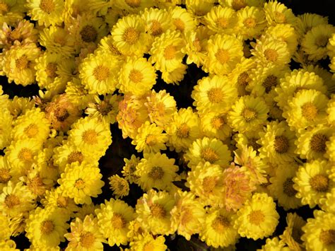 Download 1024x768 Wallpaper Yellow Flowers Arrangement 1024x768