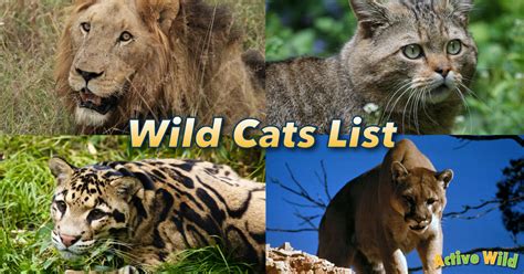Wild Cats List With Pictures And Facts All Types Of Wild Cats