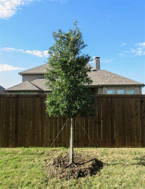 Click to see full answer. Live Oak Tree - Dallas, Texas - Treeland Nursery