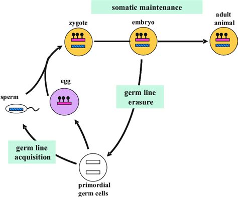 The Developmental Cycle Of Dna Methylation At Imprinted Gene Loci Download Scientific Diagram