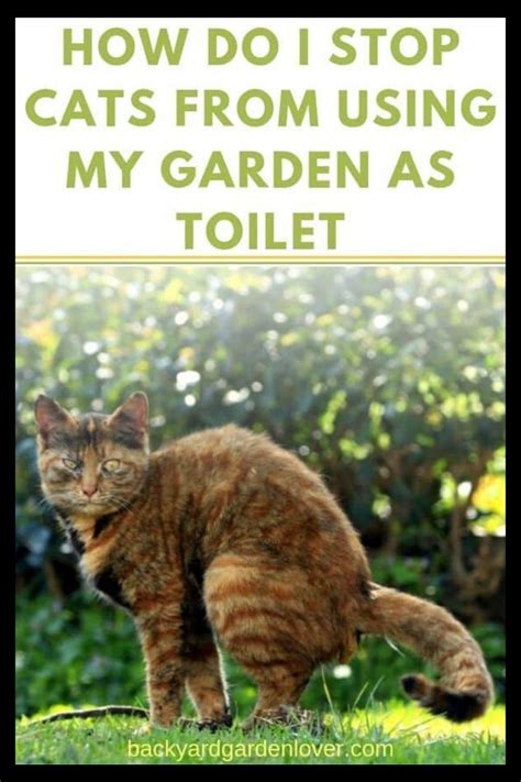 How Do You Stop Cats Pooping In My Garden How To Stop Cats From