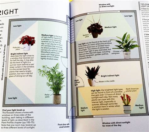 A special light is needed to reduce the level of bilirubin in blood. guide to light conditions for plants | Low lights, Light ...