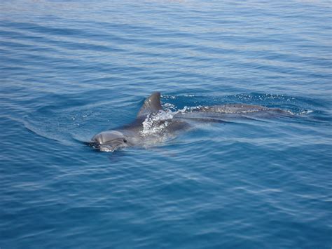 Free Images Sea Water Biology Human Fish Marine Life Eating