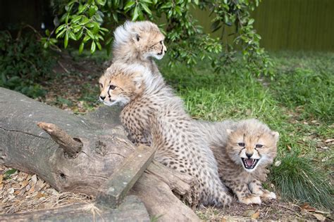 Fota Wildlife Park In Cork Announces Birth Of Northern Cheetah Cubs As
