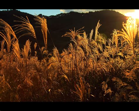 金色のすすきと夕日1280×1024 | 日本の風景大型サイズ無料壁紙