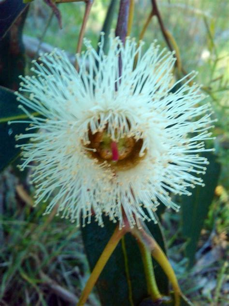 Eucalyptus Sp Australian Wildflowers Australian Native Garden My Xxx