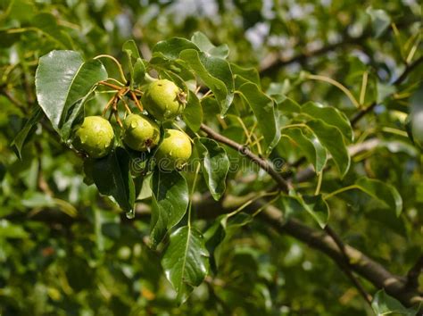 Wild Pear Tree Stock Photo Image Of Autumn Green Wild 33510552