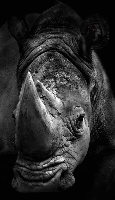 Rinoceronte Gris De Pie Fondo De Pantalla Hd Peakpx