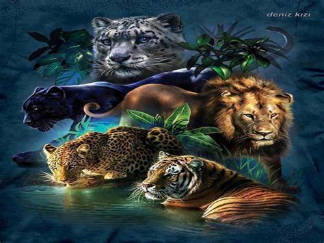 49 Big Cats Wallpapers High Resolution On Wallpapersafari