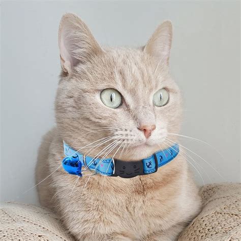 Personalized Cat Collars Quick Release Cat Collars Zacal Cat