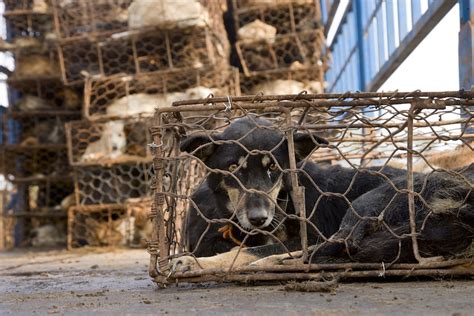 The dog meat trade is a serious threat to human health, and chinese authorities have every reason to stand by the animal advocates. Existing Chinese laws could shut down dog and cat meat ...