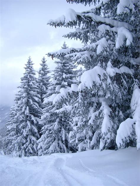 Free Stock Photo Of Plenty Tall Fir Trees In The Snow
