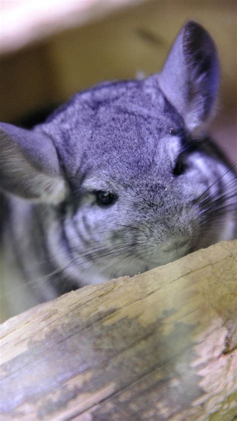 Cute Chinchilla Wallpaper And Lock Screen Hd Image For Android Apk Download