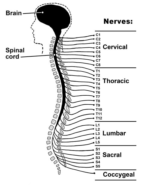 How Does The Spinal Cord Work University Of Iowa Hospitals And Clinics