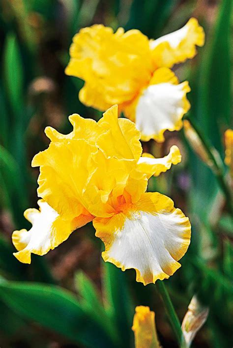 How To Plant And Grow Bearded Iris