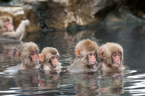 Jigokudani Monkey Park Where Monkeys Bath In Hot Springs