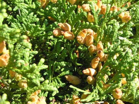 Thuja Occidentalis L Plants Of The World Online Kew Science