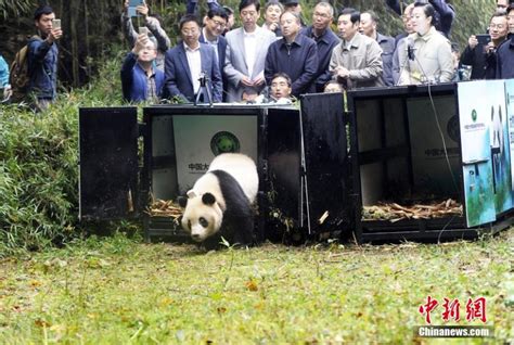 2 Captive Bred Pandas Back In Nature Cn