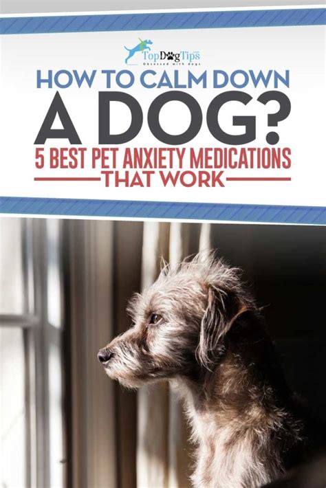 12 Best Dog Anxiety Medications Otc And Calming Supplements