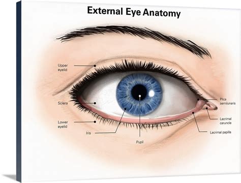 11 Anatomy Of Human Eye Png Kunne Diagram