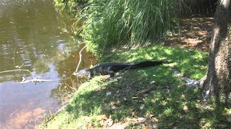 Watch Your Step At Hilton Head Island Alligator Surprise Youtube