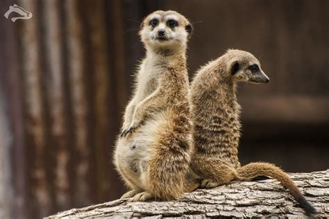 Pregnant Mother Meerkat And Son A Photo On Flickriver