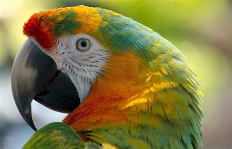 Why Do Parrots Pupils Change Size