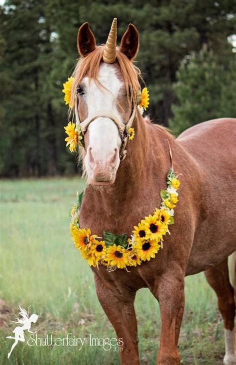 Gold Unicorn Horn Horse Size 12 Long Costume Piece for a | Etsy