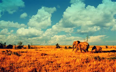 Hintergrundbilder 2560x1600 Px Afrikanisch Tiere Baby Wüsten