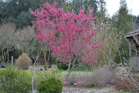 Trees And Shrubs For All Year Interest Gardening In The Panhandle