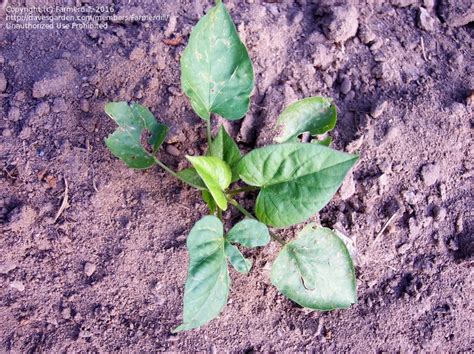 Plantfiles Pictures Sweet Potato Redmar Ipomoea Batatas 1 By