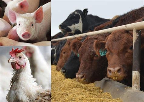 Environmental Groups Sue Epa Over Regulation Of Large Livestock Feeding