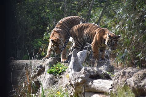 Sumatran Tiger Zoochat