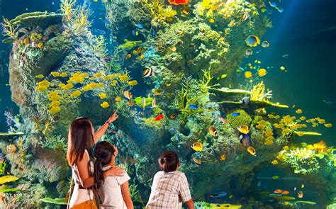 Sea Aquarium Singapore Tourist Guide Insider Tips And Offers
