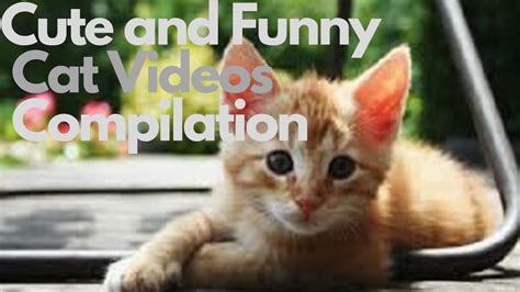 Cute Pets Cute And Funny Cat Videos Compilation27