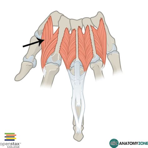 Dorsal Interossei Anatomyzone