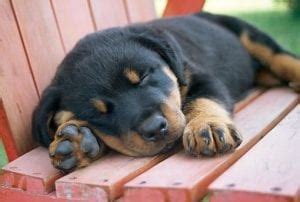 Fortunately, puppies breathing fast while sleeping is completely normal and isn't something you should worry about. What Does Your Rottweiler's Sleeping Positions Tells You ...