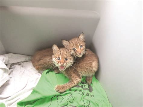 In addition to construction, con/agg, landscaping, and agriculture machines, we also sell used parts. Bobcat kittens found along Ohio 7 | News, Sports, Jobs ...