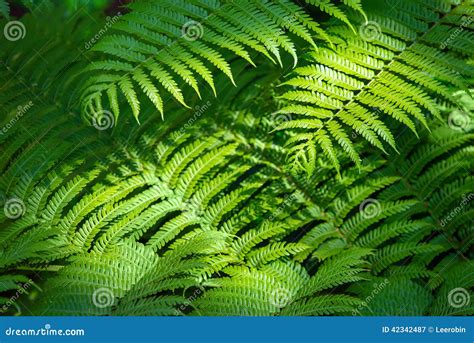 Fern Nature Background Stock Image Image Of Flora Light 42342487