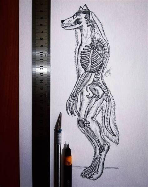 Werewolf Anatomy By Claudiatouma98 On Deviantart Werewolf Art