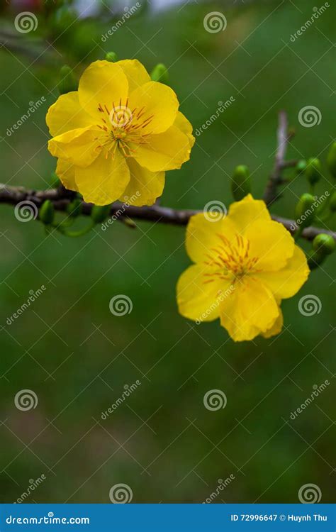 Yellow Apricot Blossom Closeup Hoa Mai Stock Image Image Of