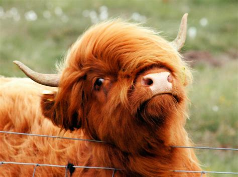 Highland Coo By Charlymarion On Deviantart