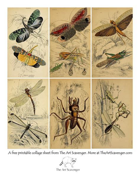 Free Vintage Insect Illustration Collage Sheet Printables — The Art