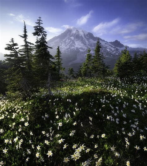 Beautiful Avalanche Lilies With A Great View Of Mount Rainier