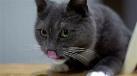 Cat Licking Lips Stock Videos And Royalty Free Footage Istock