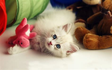 Playful Kitten Wallpapers Hd Desktop And Mobile Backgrounds